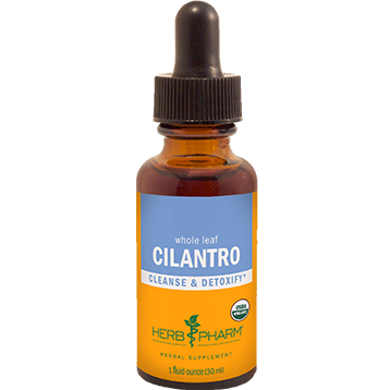 Cilantro
